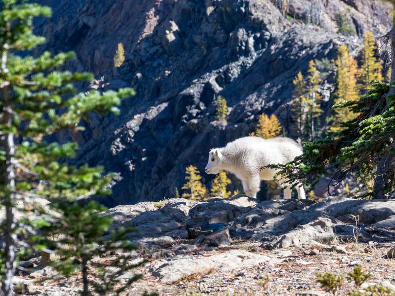Telegram批量注册<br>2026最新自动化注册完整教程